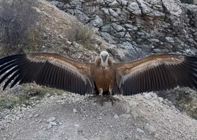 Yaralı Akbaba Sağlığına Kavuştu