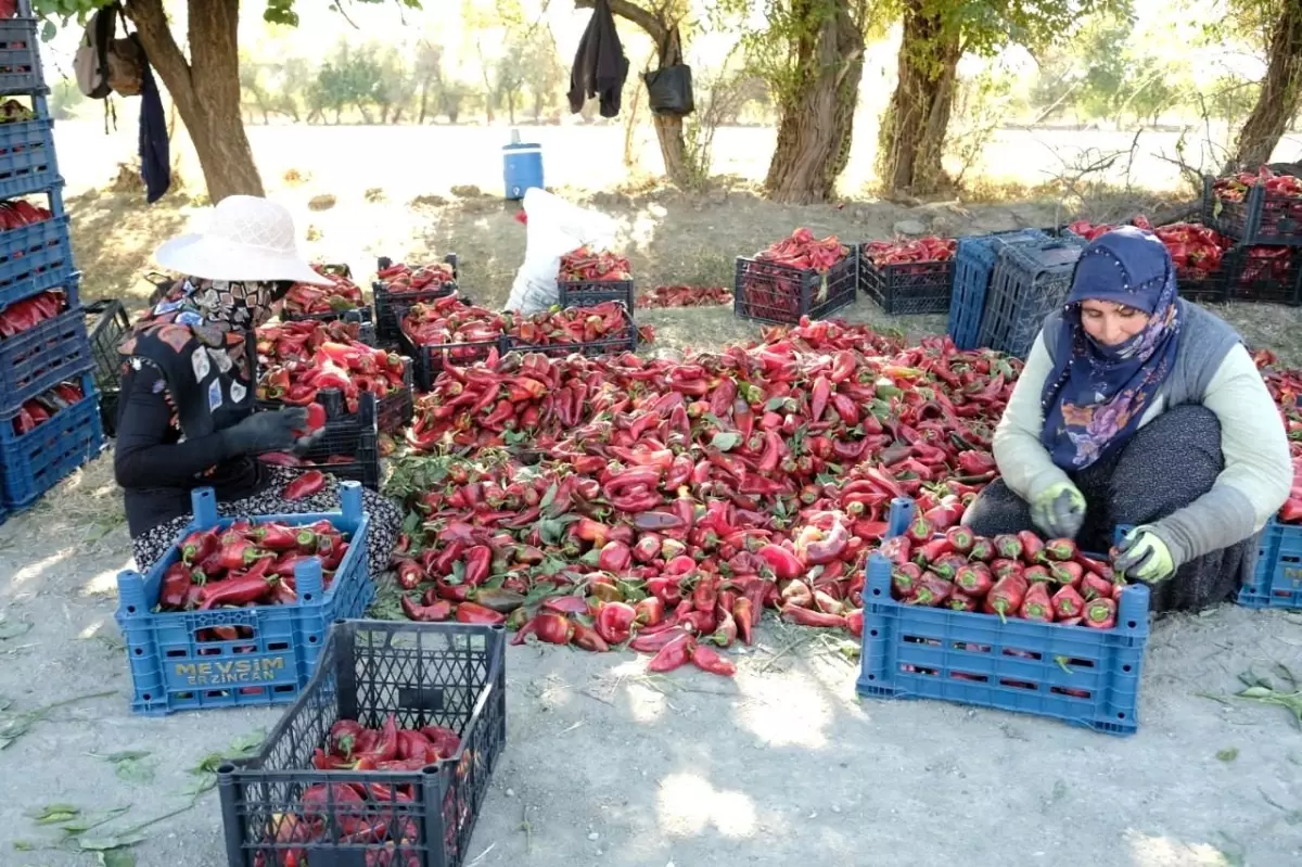 kadinlarin gucuyle 100 ton uretim rVR3IajR