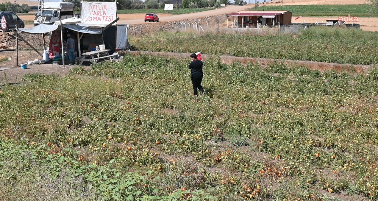 tarlasini vatandasa acti paraya para demedi 9rR4PYxt