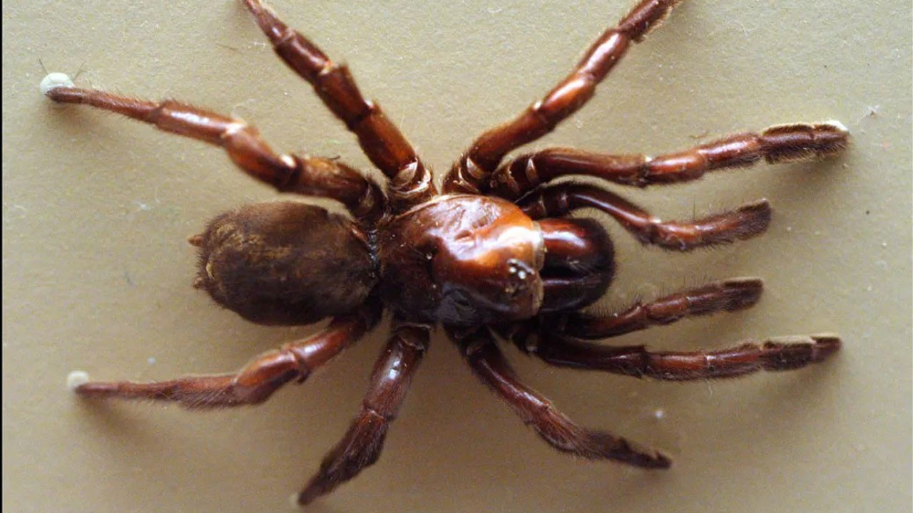 en uzun sure yasayan orumcek oldugu yasa inanamayacaksiniz xueCRVA3