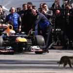 İstanbul Sokaklarında Formula 1 Heyecanı: Startı Kedi Verdi!